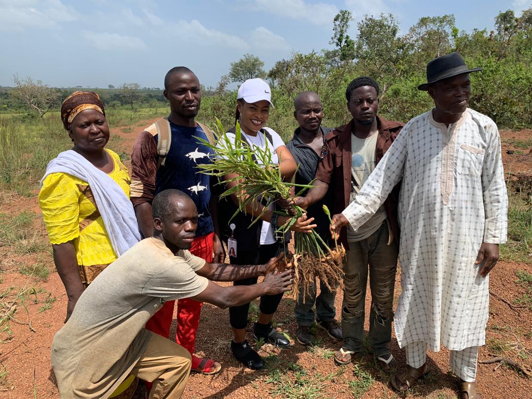 Organic Ginger from Nigeria Is Ready to Expand to New Markets