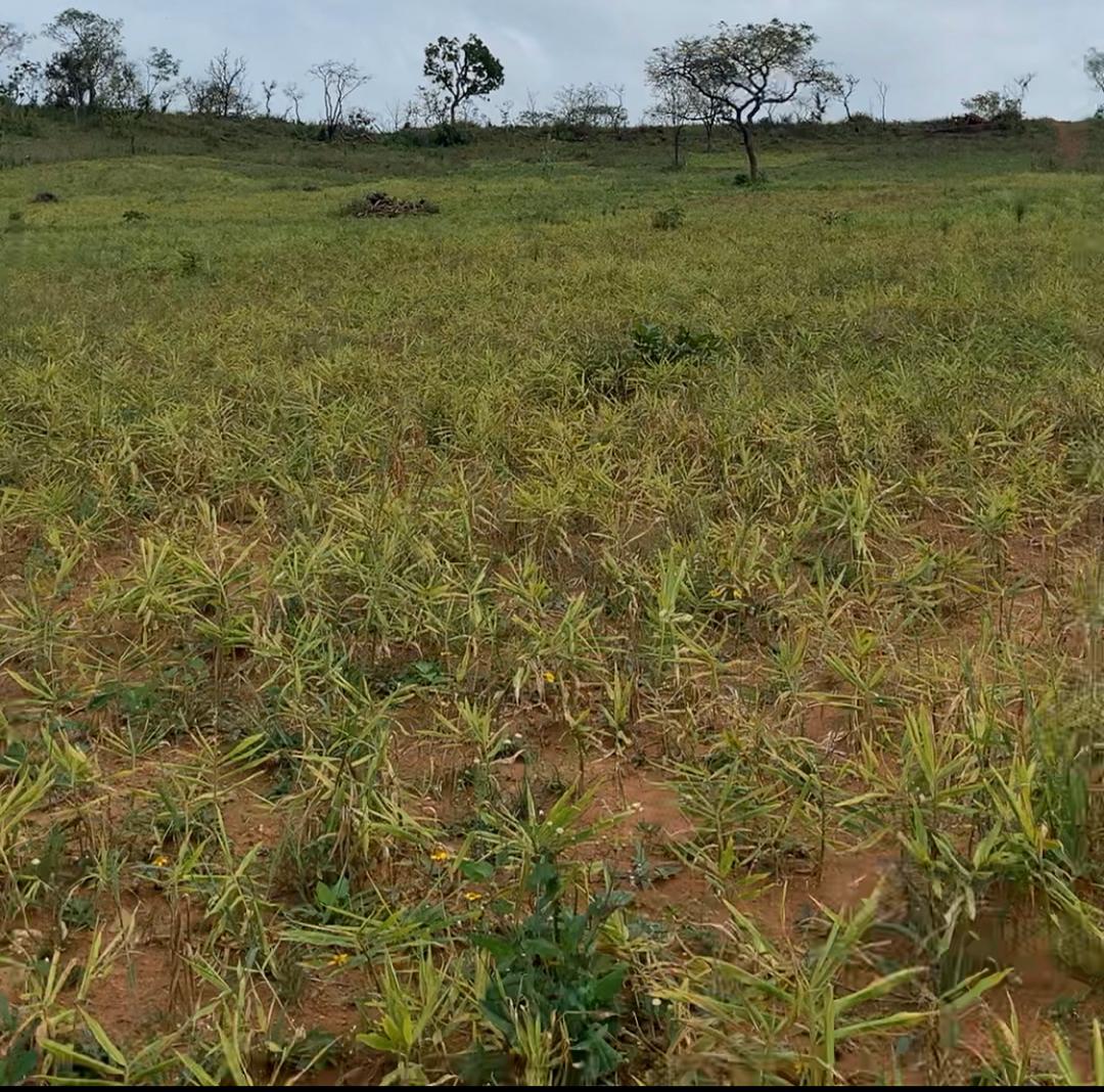 Organic Ginger from Nigeria Is Ready to Expand to New Markets