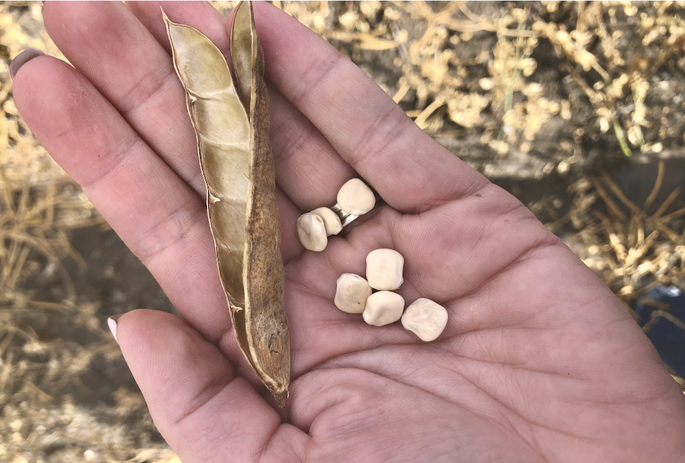 Lupin Beans Gain Spotlight in Canada as Demand for High Protein Plants