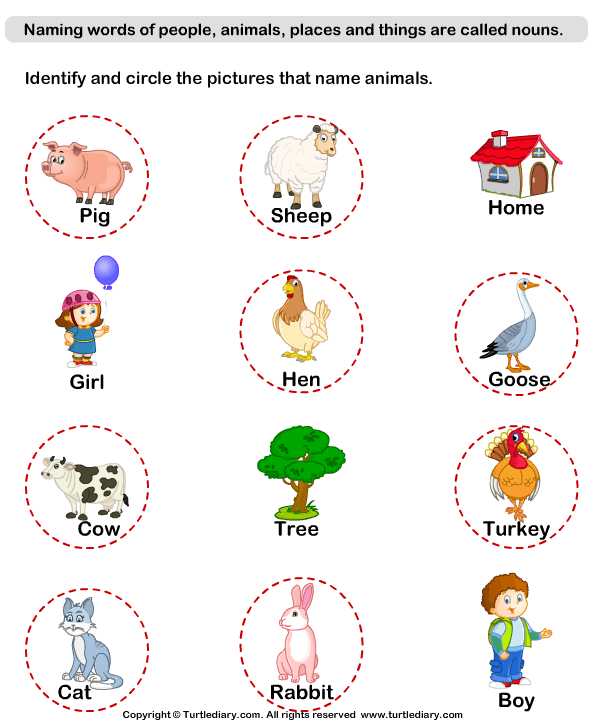 Identify Animal Nouns Worksheet Turtle Diary