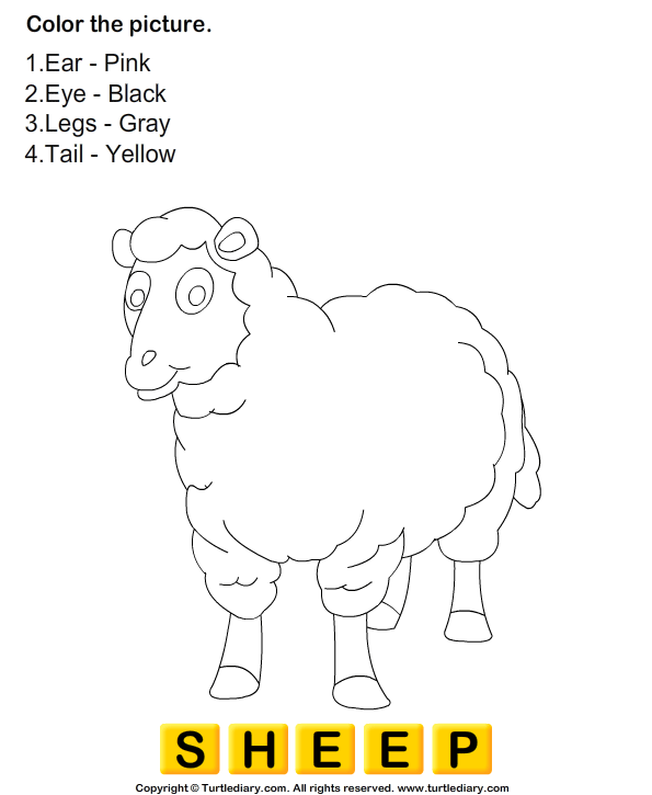 Coloring Sheep Worksheet Turtle Diary