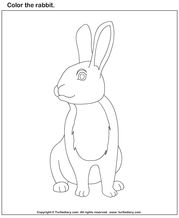 Color the Animals Worksheet Turtle Diary
