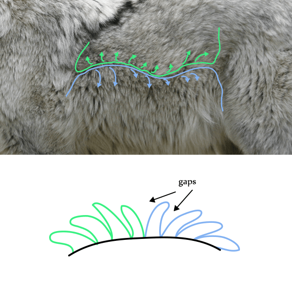 How to Draw Animals Quickly Render Fur