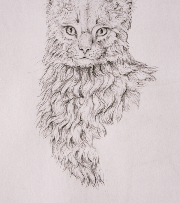 How to Draw Animals Quickly Render Fur