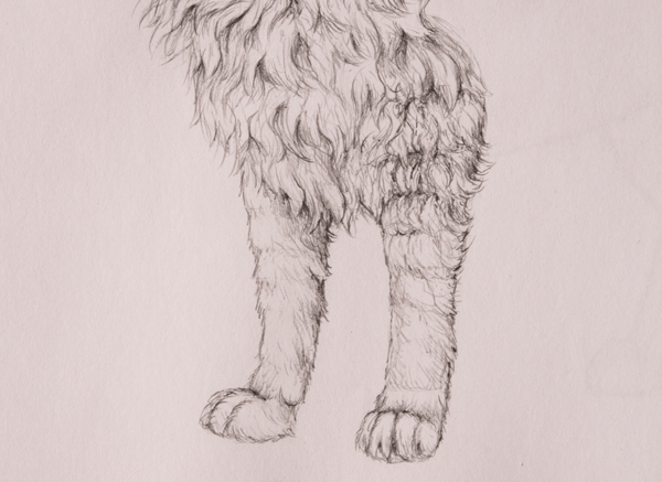 How to Draw Animals Quickly Render Fur