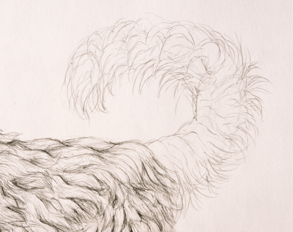 How to Draw Animals Quickly Render Fur