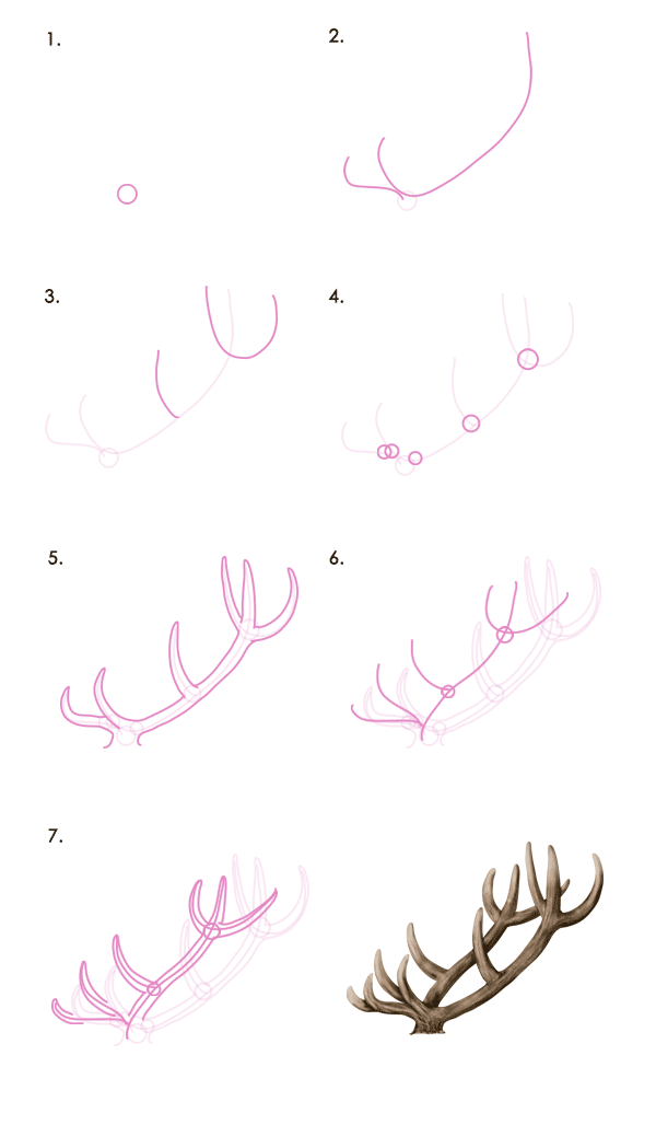 How to Draw Animals Deer Species and Anatomy