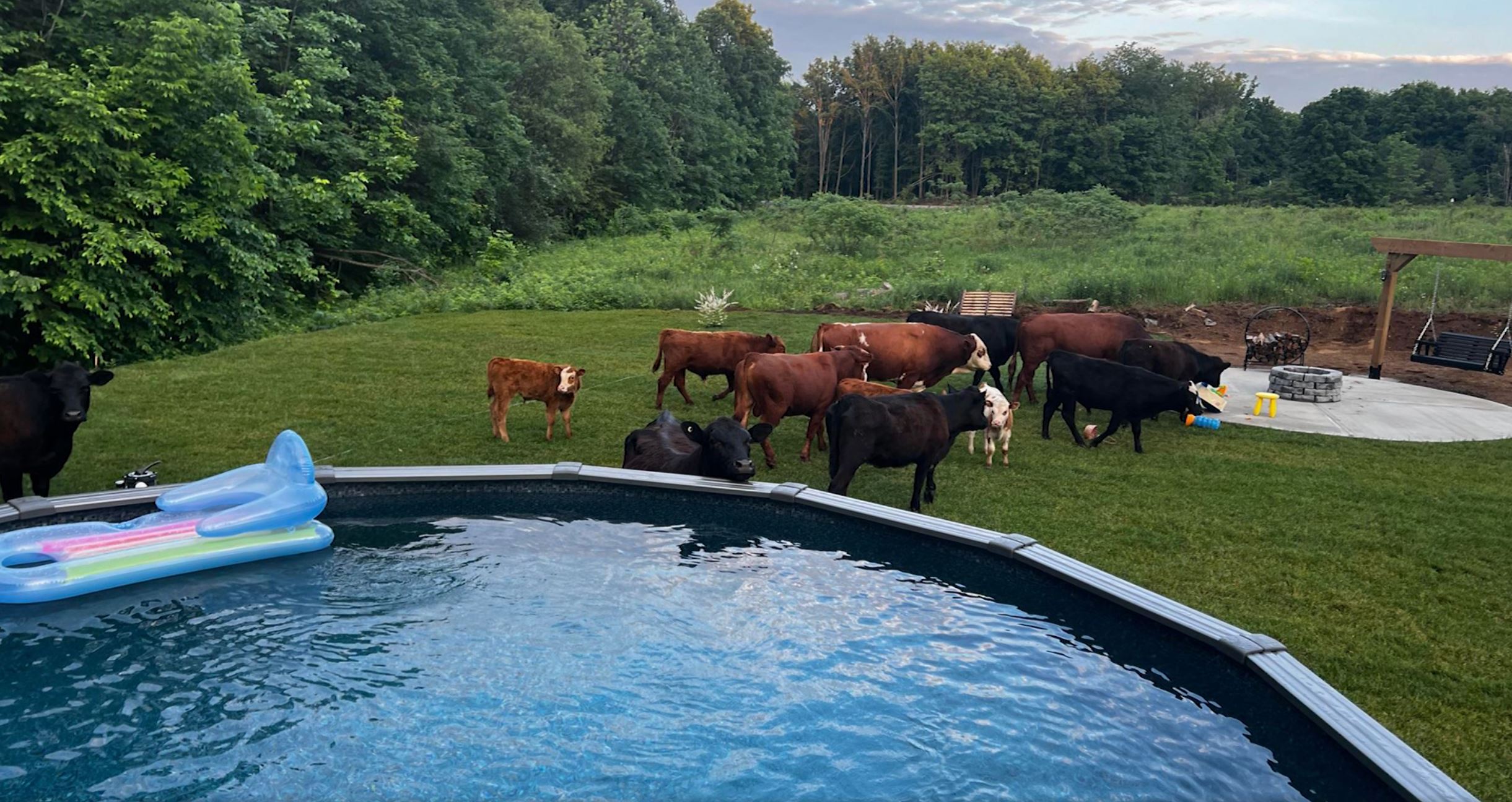 L'AngeGardien des vaches en cavale en plein quartier résidentiel