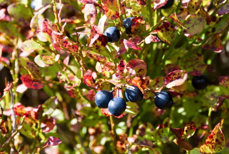UKH Articles Food for Free How to Identify Edible Berries on the Hills
