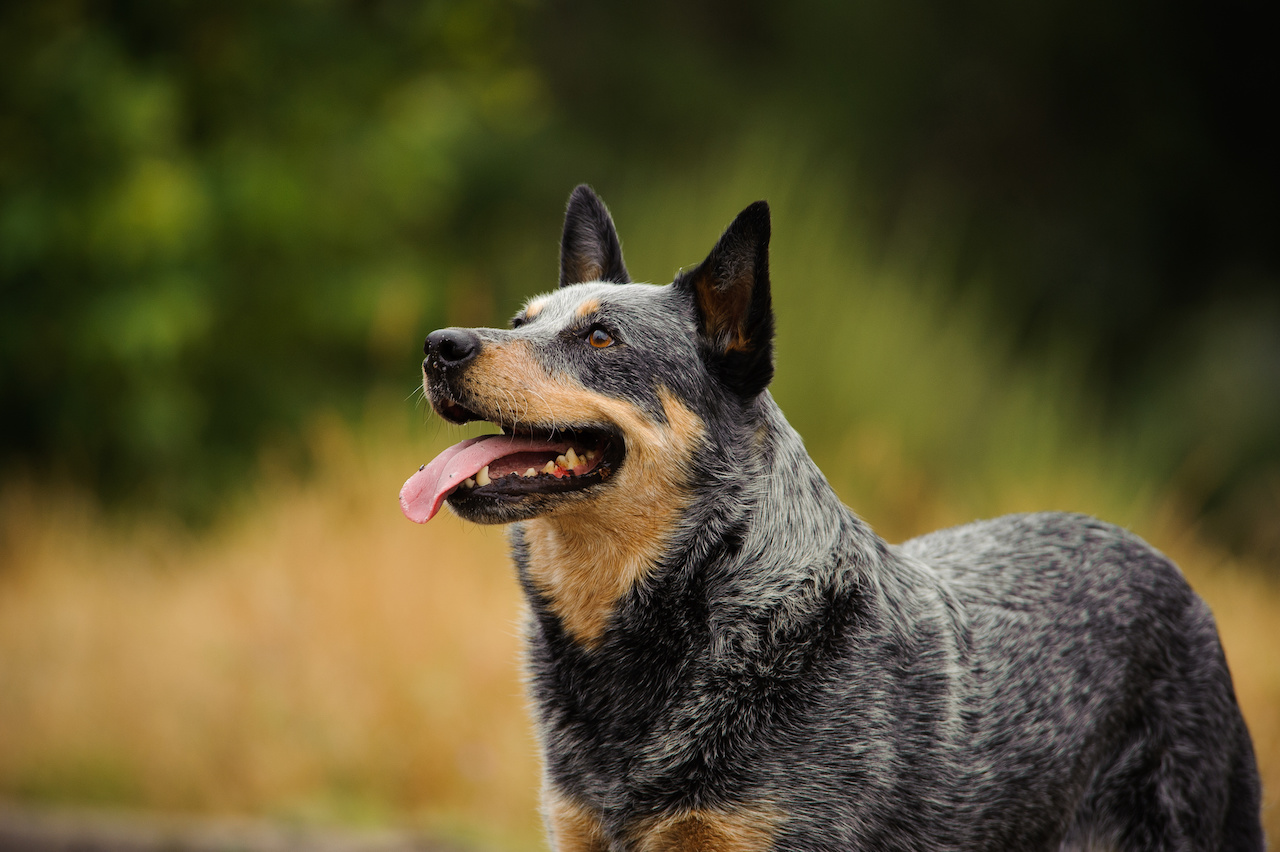 Are Cattle Dogs Good Pets