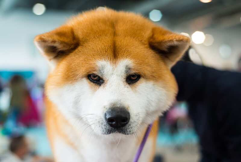 Shiba Inu Vs Akita What Are The Main Differences Between The Two