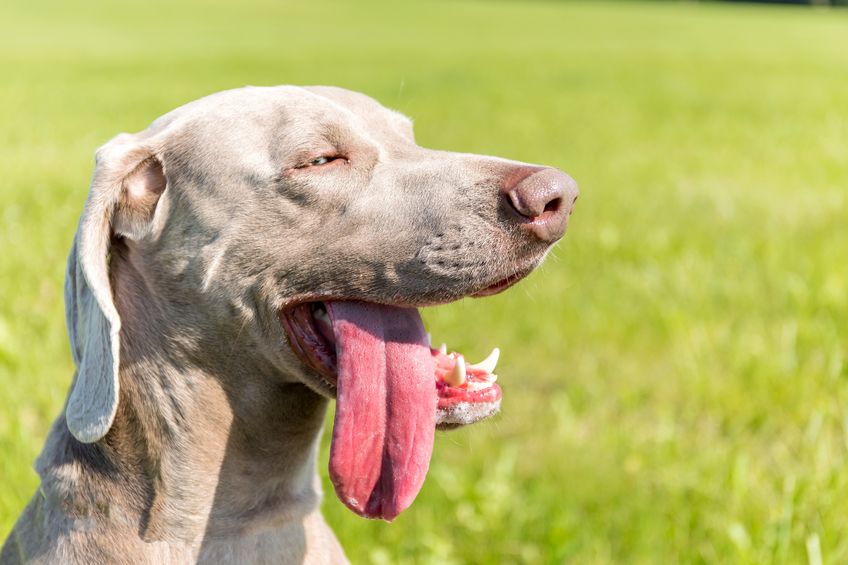 How Do I Know If My Dog Has Heat Exhaustion