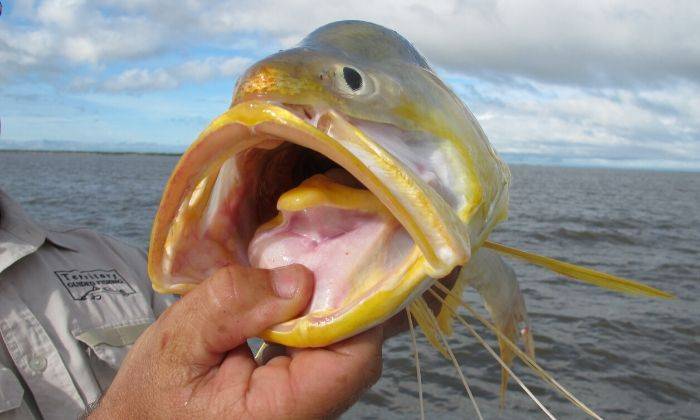 ikan kurau in english