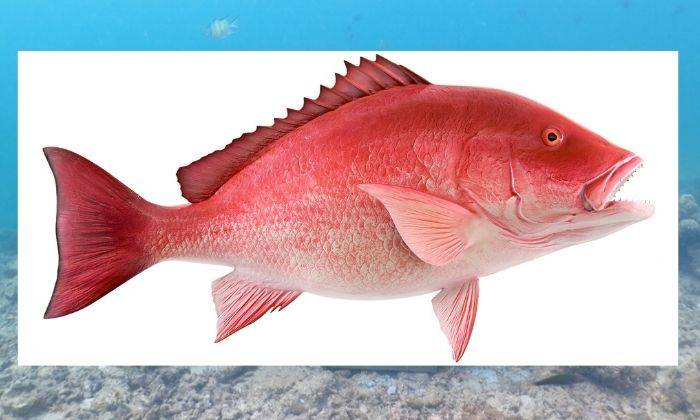 Beza Ikan Merah Dan Jenahak Dan memasak lemak cili api ikan ikan