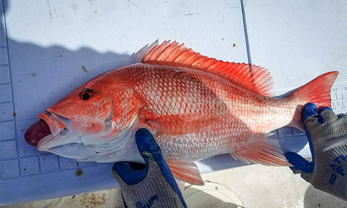 Kenali Spesies Ikan Merah Pucat Umpan