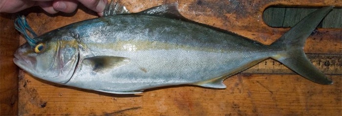 Deria Yang Digunakan Ikan Mengesan Umpan Umpan