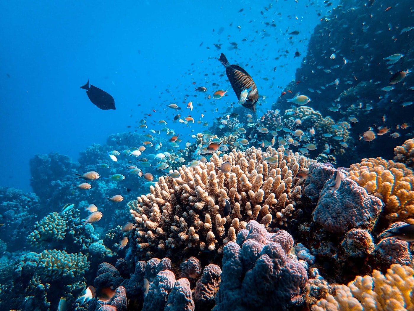 Why are coral reefs dying?