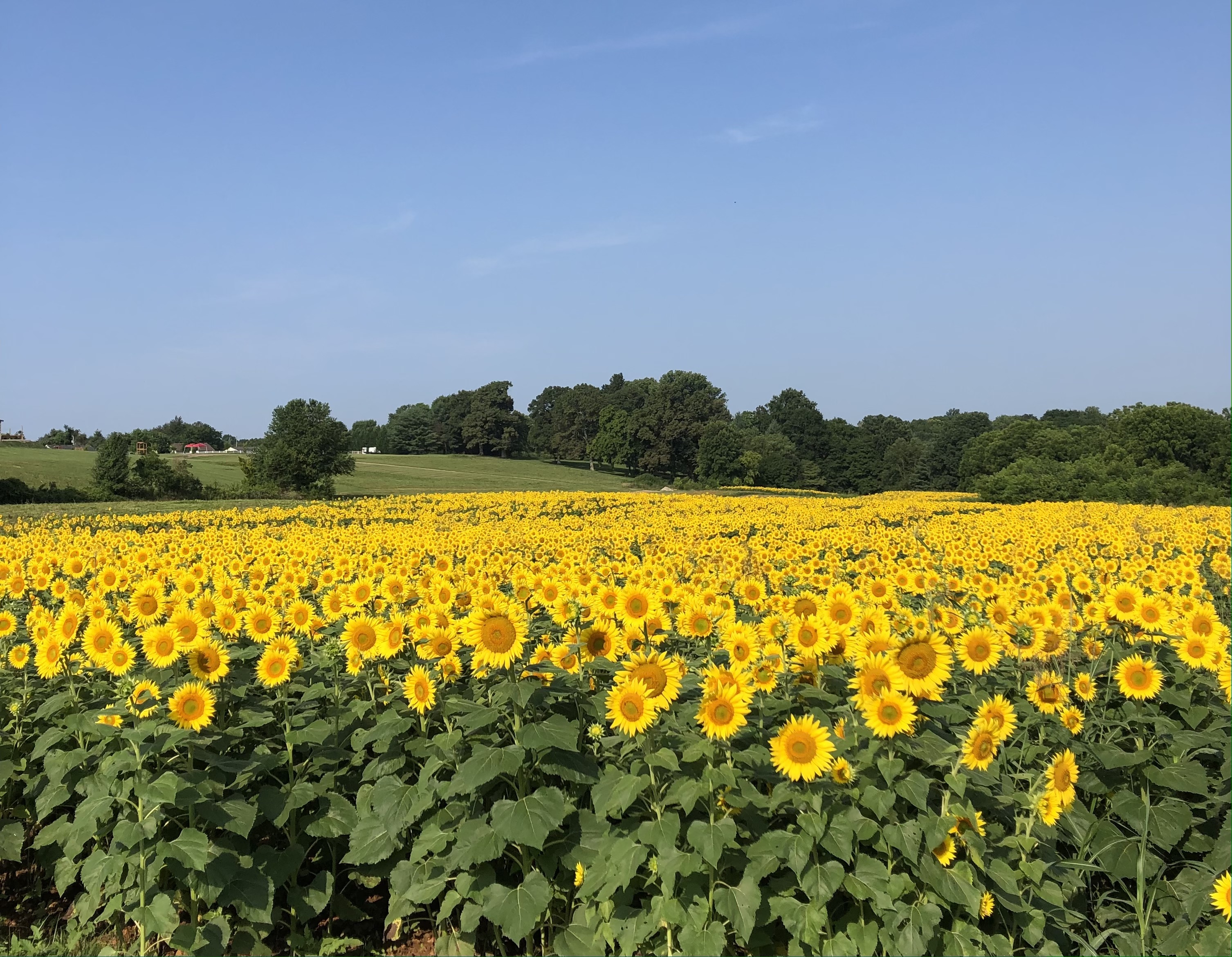 Sunflower Festival 2023