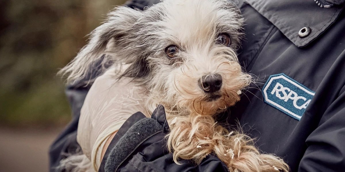 Where to adopt a cat or dog in Melbourne