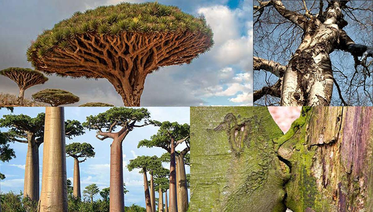 Details 48 árboles más raros del mundo Abzlocal.mx