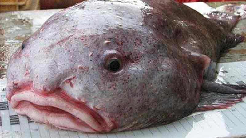 7 Fakta Menarik Tentang Ikan Blobfish, Ikan Paling Buruk Rupa di Dunia