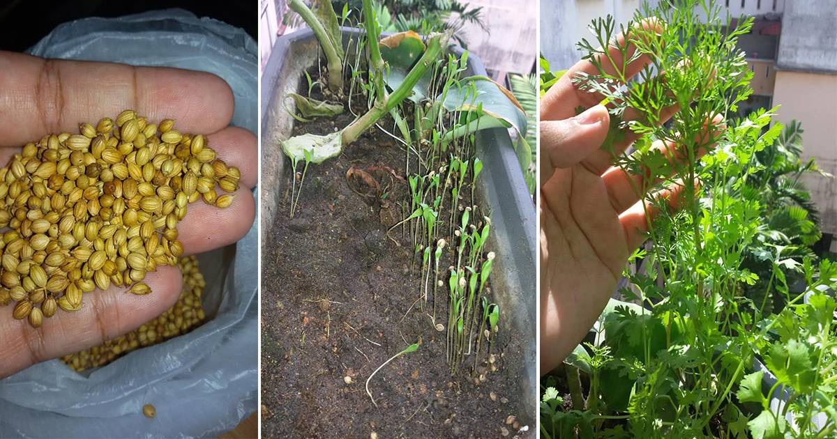 Mudah Sangat Tanam Pokok Ketumbar, Benih Beli Ketumbar Timbang Kilo
