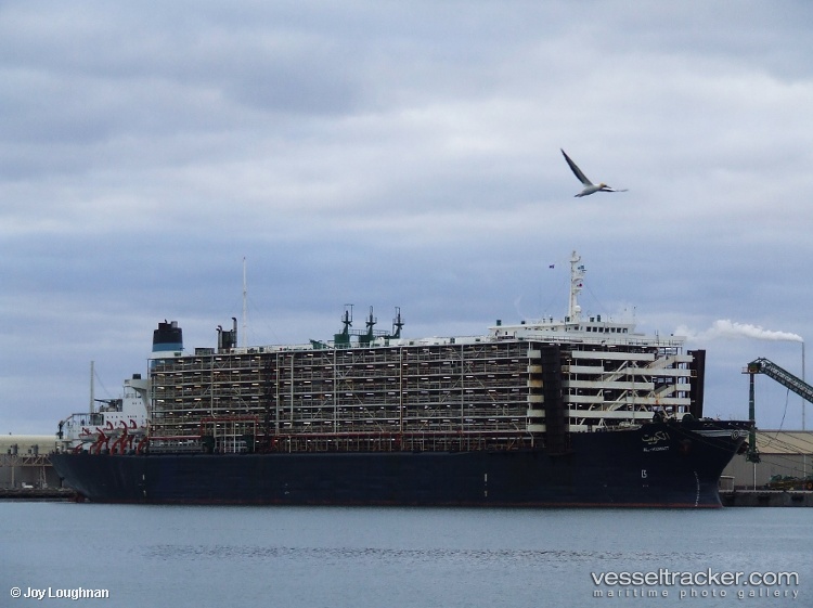 AL KUWAIT Vessel photos for shipinfo