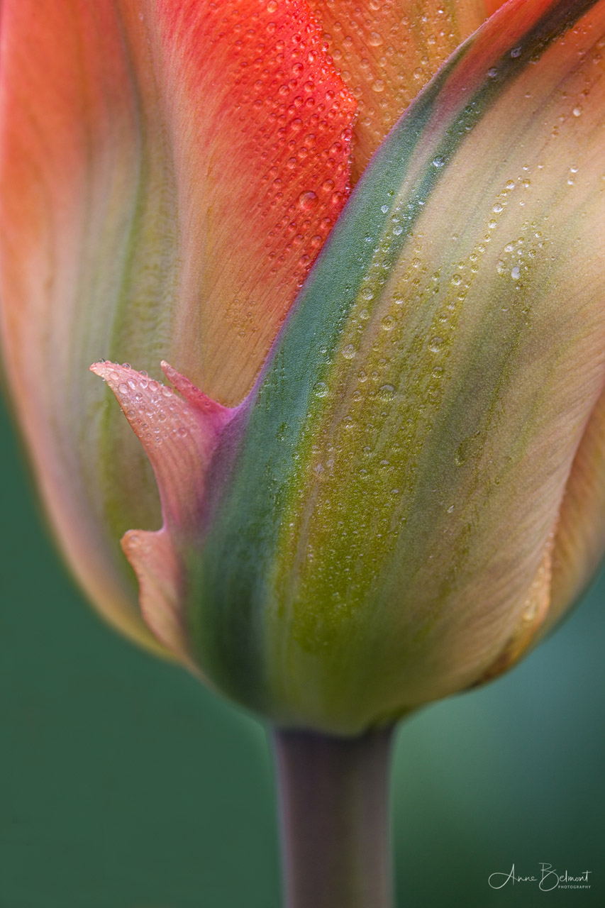 Flower Photography How to Capture Breathtaking Photos of Tulips