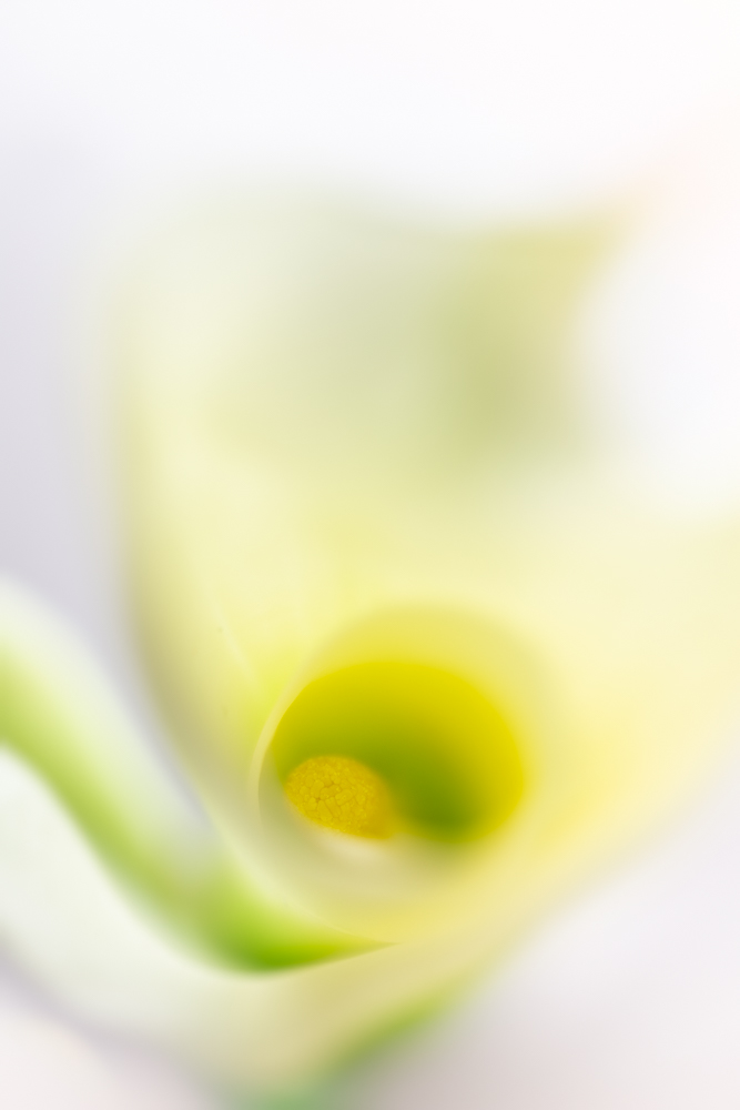 How to use Photo Light Box for Creative Flower Photography