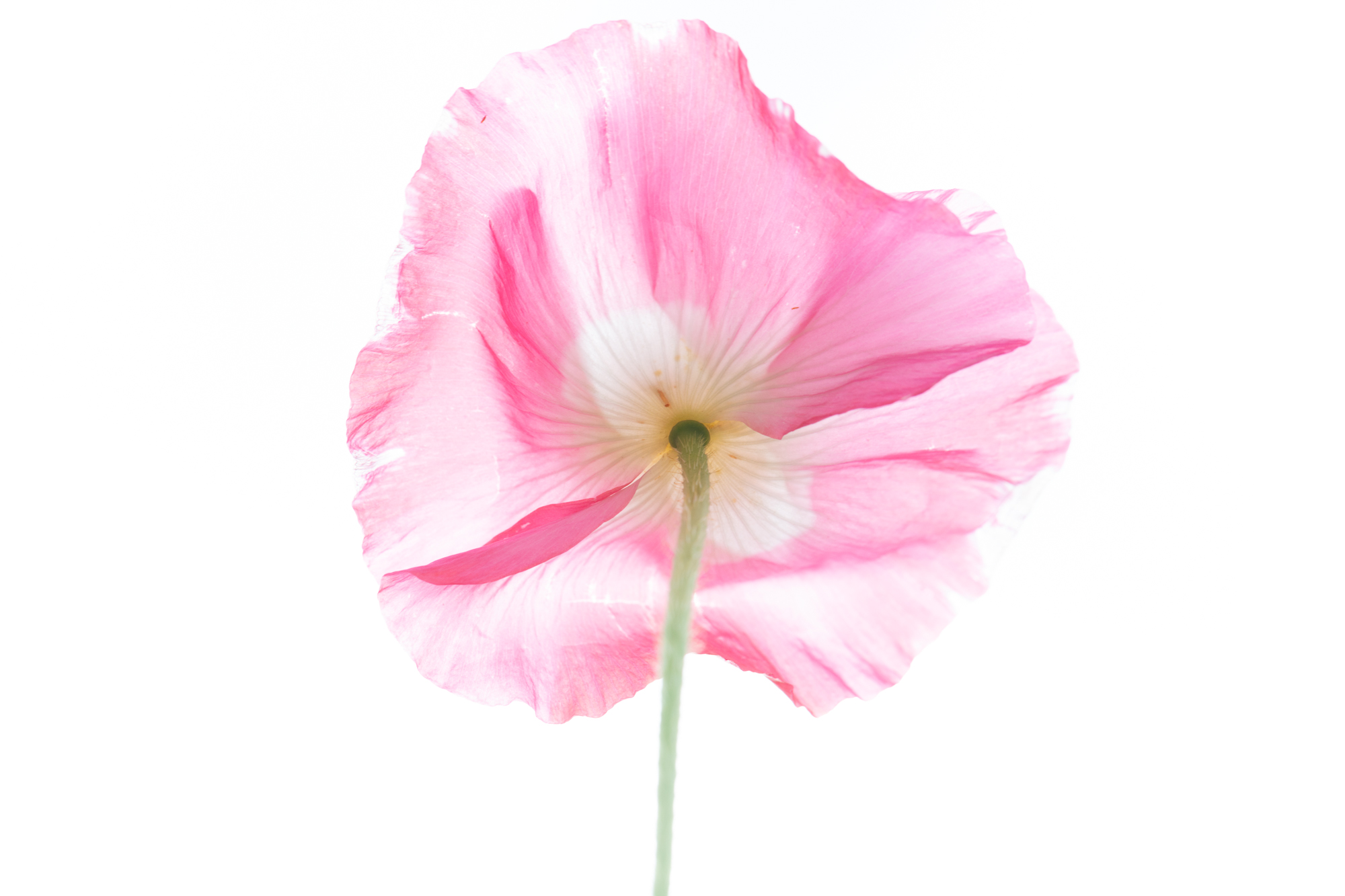 Creative Post Processing ideas for Flower Photography