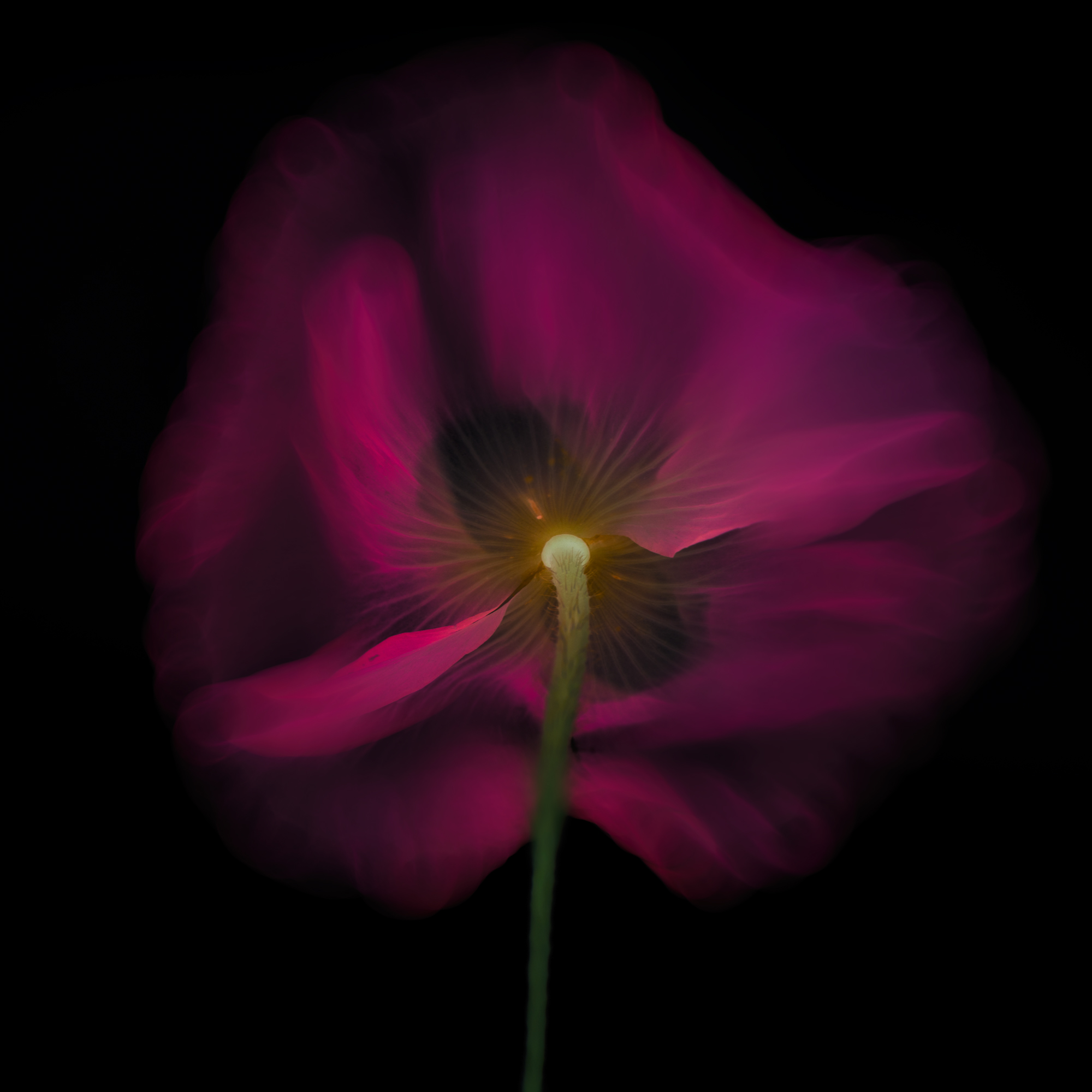 Fine Art Flower Photography Tutorial Best Flower Site