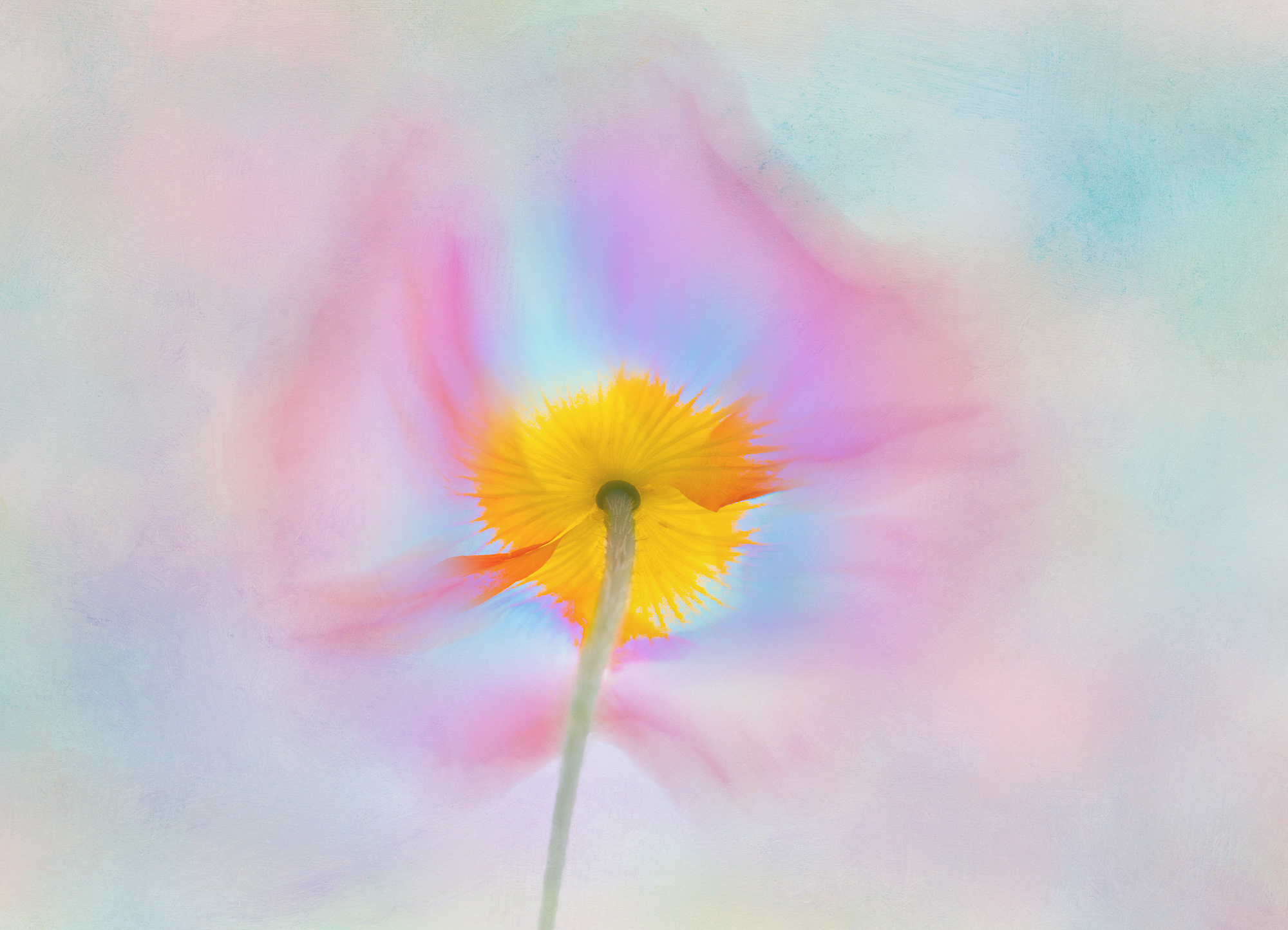 Fine Art Flower Photography Tutorial Best Flower Site