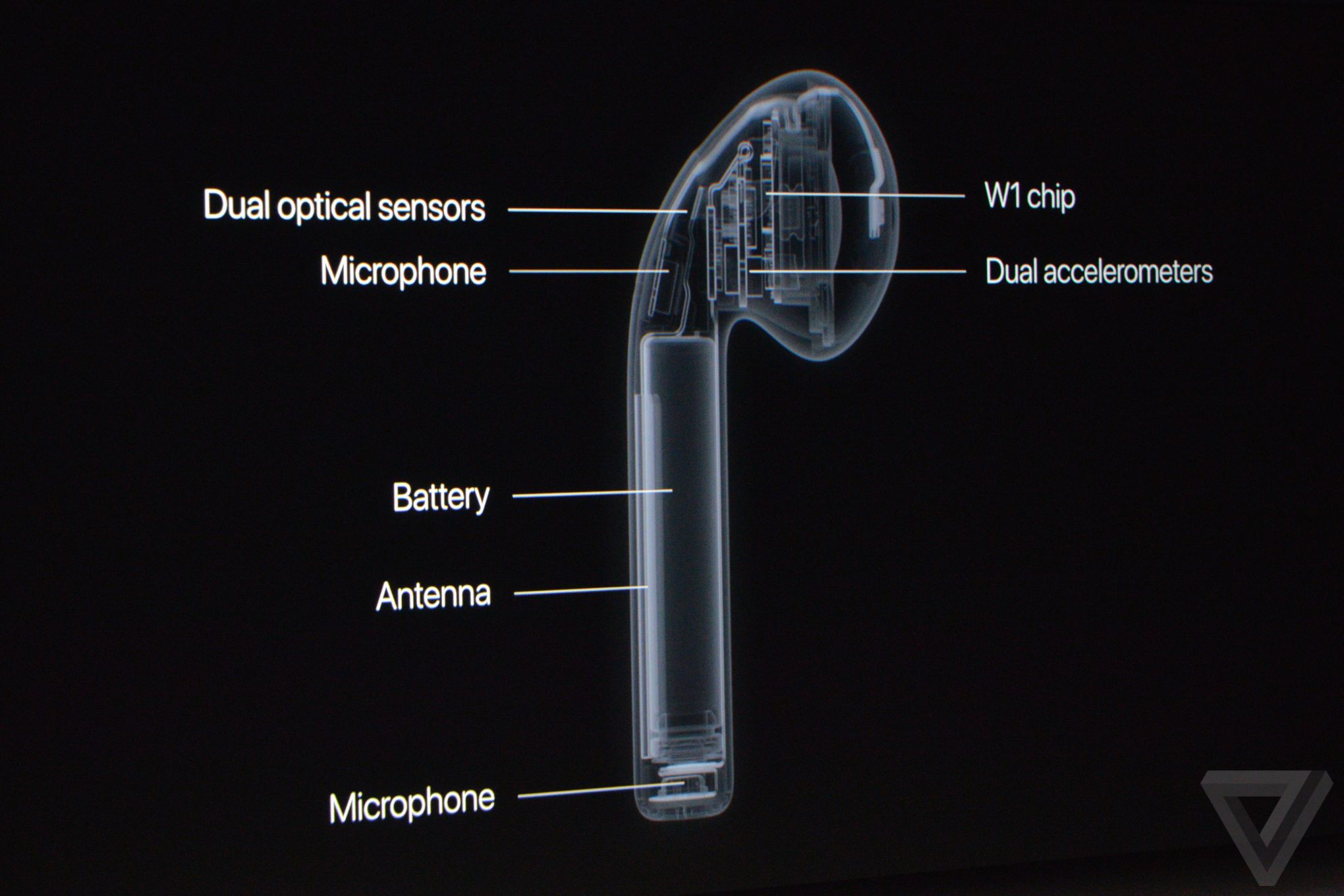 Apple AirPods are truly wireless earbuds The Verge