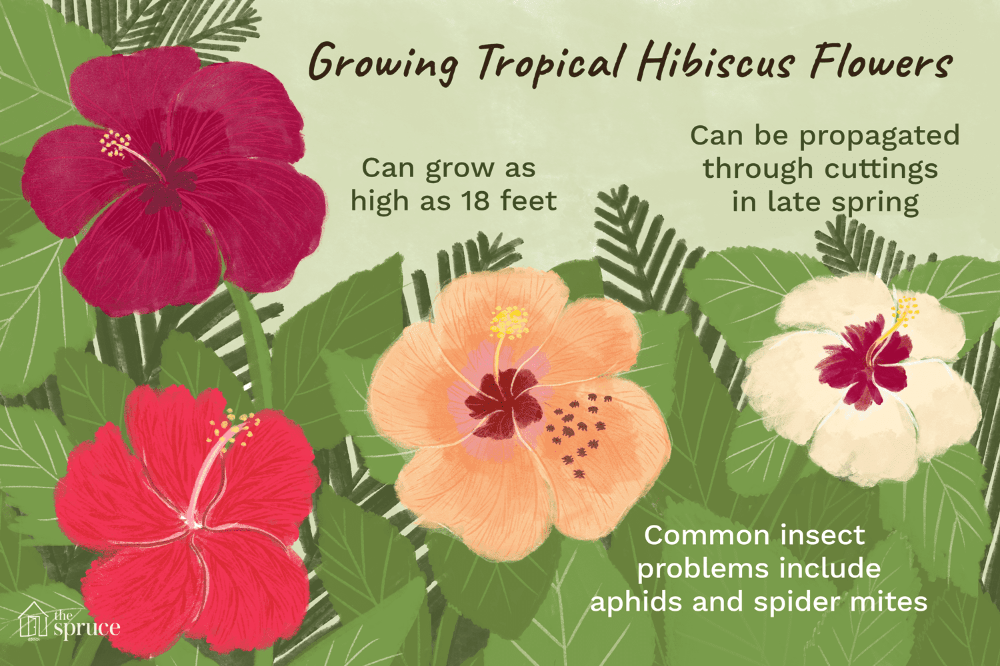 How To Make Hibiscus Syrup Ward III