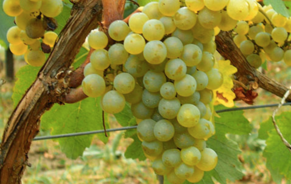 The Best Known White Wine of Tuscany Unveiling the Treasured Elegance