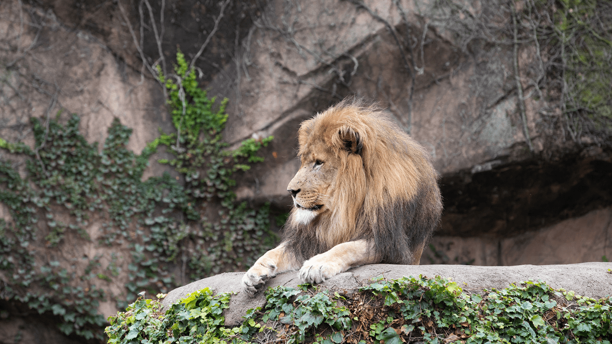 Lions Leave Lincoln Park Zoo As Zoo Preps For Renovation WBEZ Chicago
