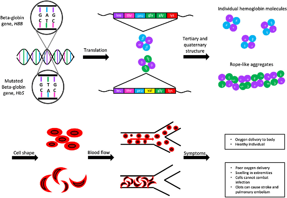 Amino Acids Mutations And Disease We Are Eaton