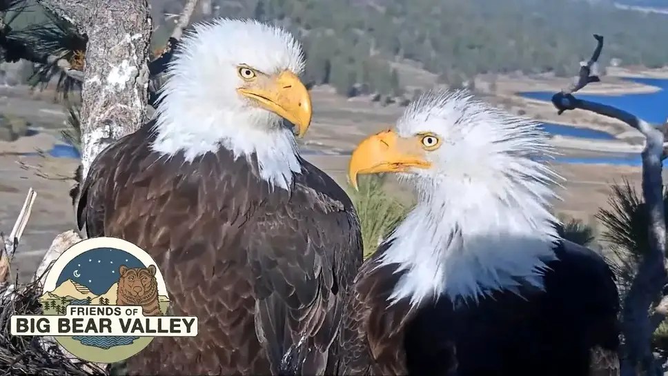 Live cam Big Bear Bald Eagle, San Bernardino County