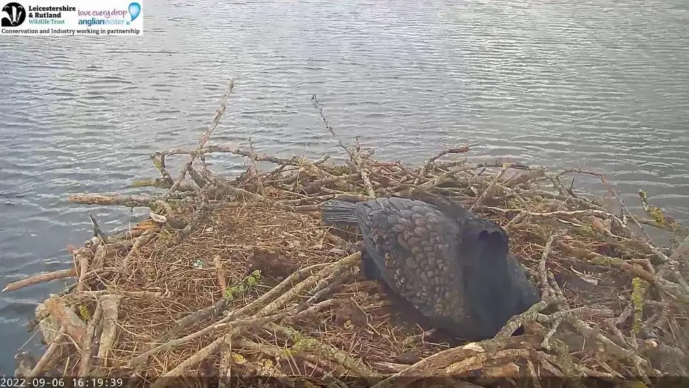 camlivestream Visarendnest in de provincie Rutland