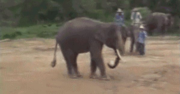 Ein Elefant mit FußballSkills Webfail Fail Bilder und Fail Videos
