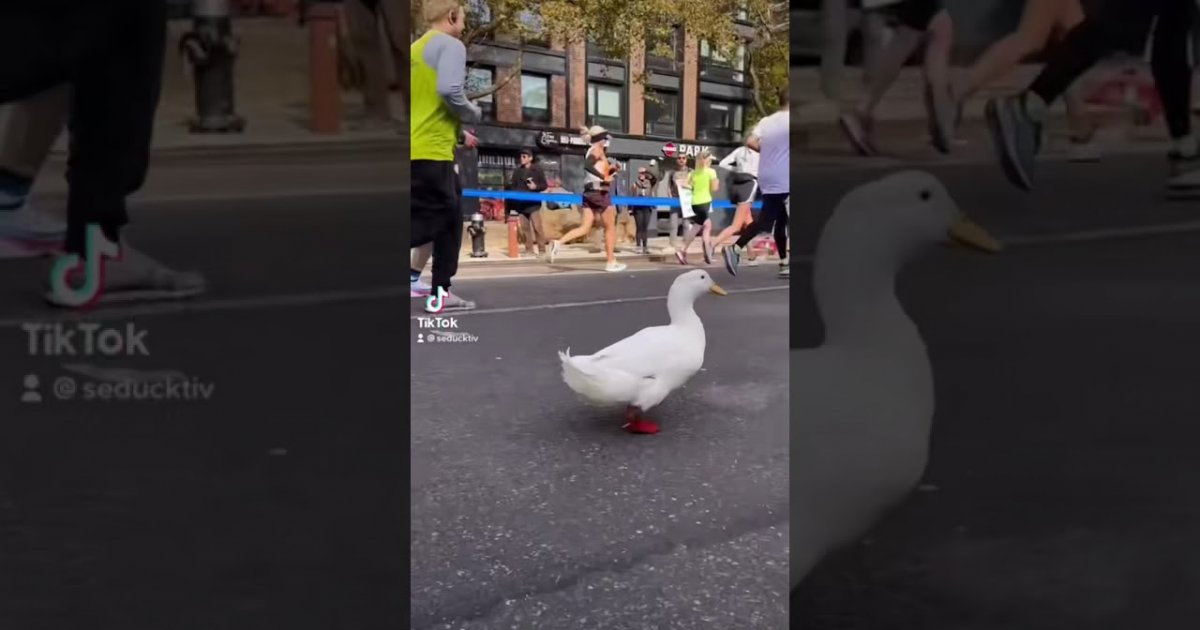Ente läuft mal eben beim New York Marathon mit fail Fail Bilder