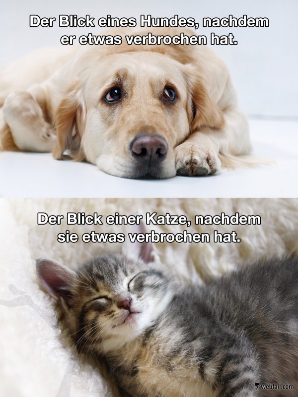 Der große Unterschied zwischen Hund und Katz Fact Bild