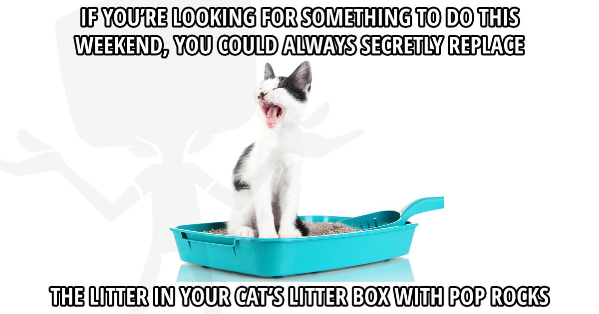 Cat's litter box Meme Picture fail Fail Pictures and Fail Videos