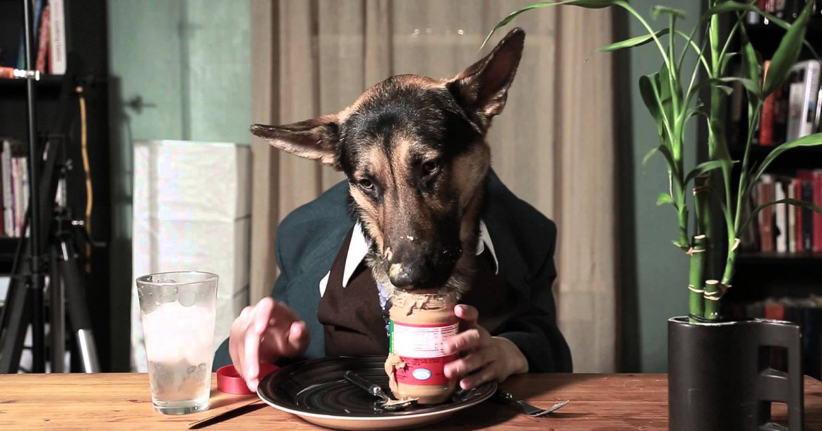 Odin der Hund isst wie ein Mensch Win Video Webfail Fail Bilder und Fail Videos