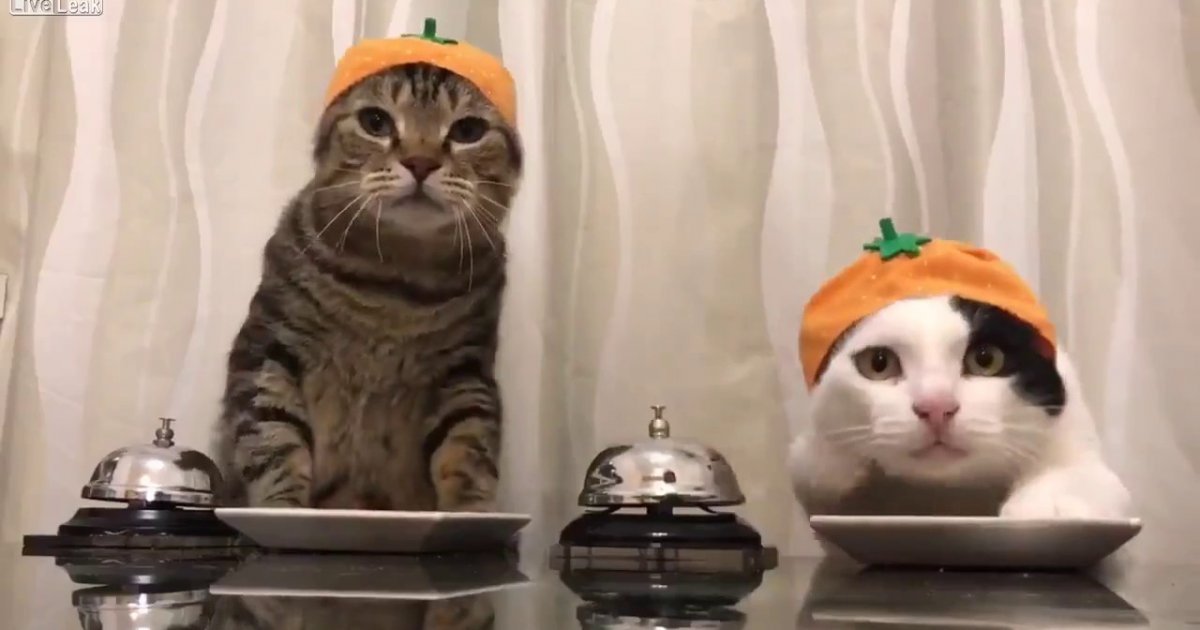 2 Katzen fragen nach Essen Webfail Fail Bilder und Fail Videos