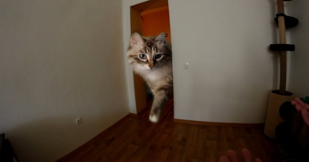 Riesige Katze betritt auf einmal den Raum Webfail Fail