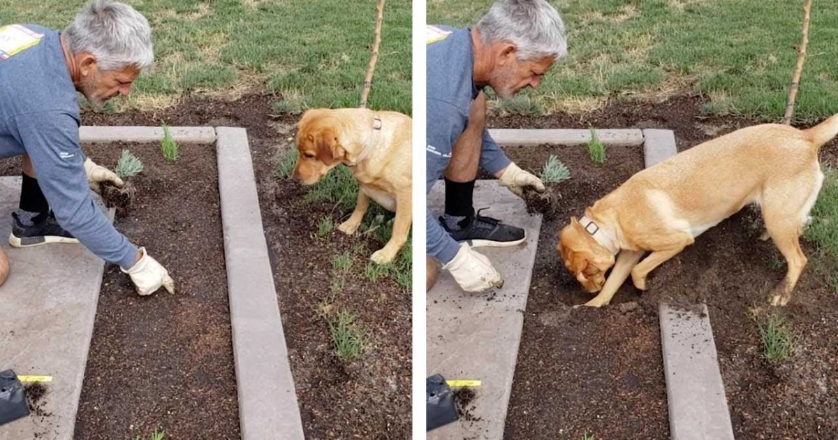 Hund hilft Herrchen bei der Gartenarbeit Webfail Fail