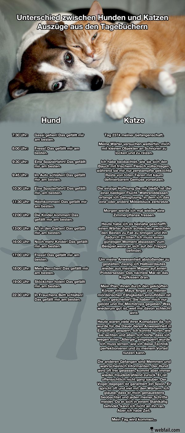 Unterschied zwischen Hunden und Katzen Fun Bild