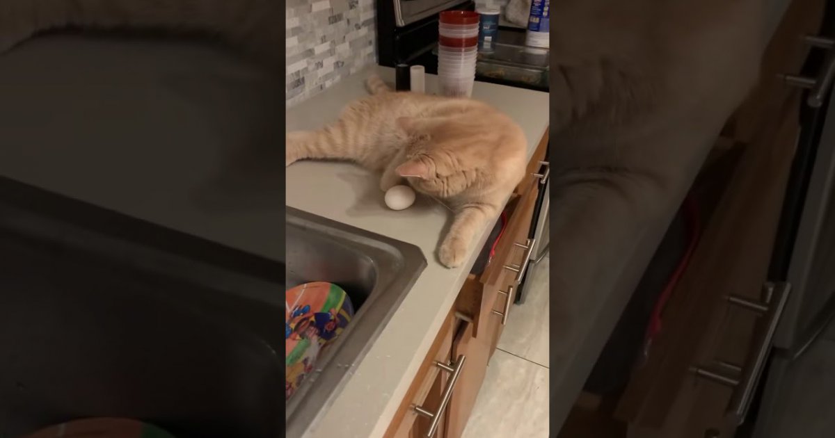 Katze kümmert sich auf ihre eigene Art um ein rohes Ei Webfail Fail