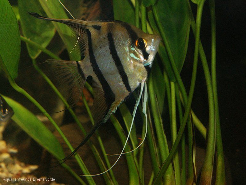 Skalare (Pterophyllum) nichts für kleine Becken!